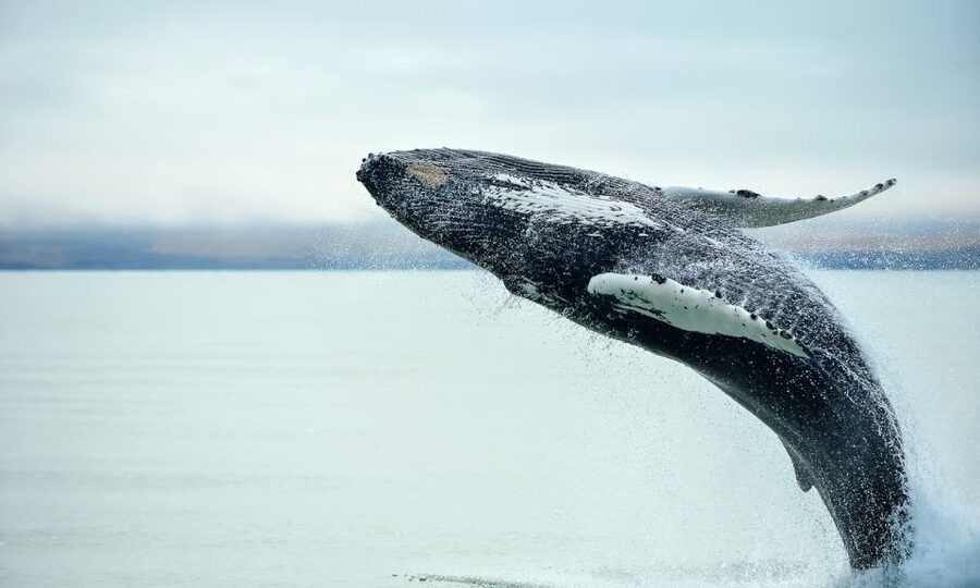 From Reykjavik: Full Day Whale Watching & Golden Circle Tour - Is $222 a fair price?