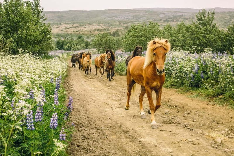 From Reykjavík: Icelandic Horse Riding Tour in Lava Fields - Getting Ready: Clothing, Helmets, and Safety