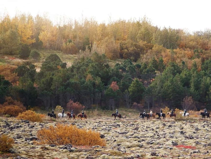 From Reykjavík: Icelandic Horse Riding Tour in Lava Fields - Who Should Book This Horse Ride?