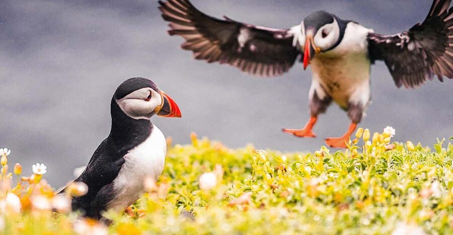 From Reykjavik: Puffin and Volcano Tour in Westman Islands - The Herjólfur ferry and Elephant Rock
