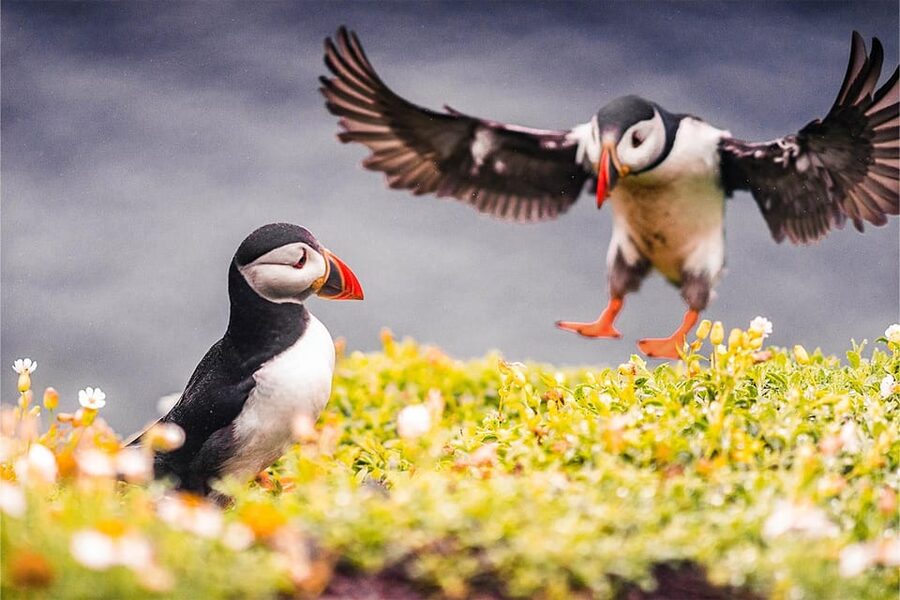 From Reykjavik: Puffin and Volcano Tour in Westman Islands - The ride home and the cost of a full day