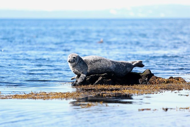 From Reykjavik: Snaefellsness Peninsula small group day tour - What makes this Snæfellsnes day trip worth considering