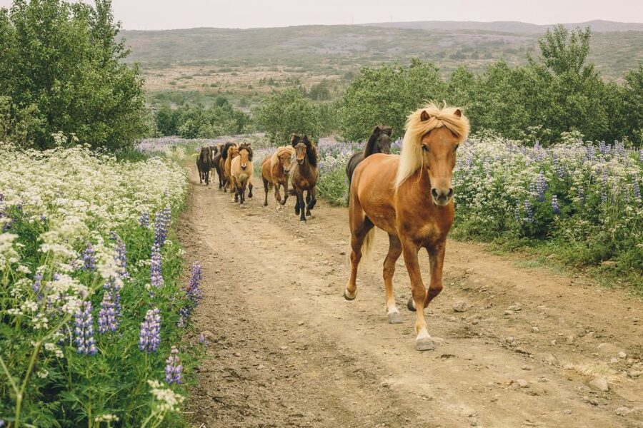 From Reykjavík: Viking Horseback Tour in Hafnarfjörður - Key points to know before you book