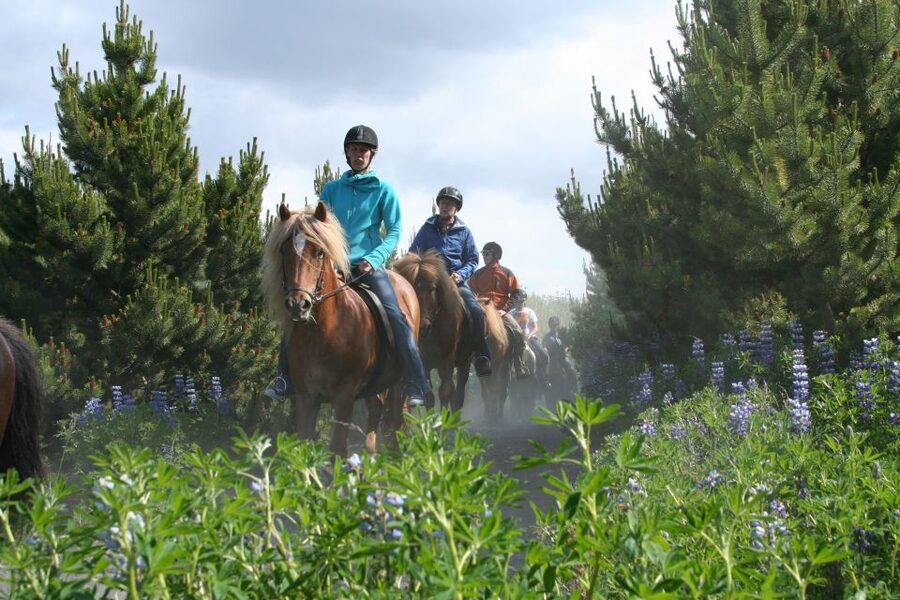 From Reykjavík: Viking Horseback Tour in Hafnarfjörður - What the 2.5 to 3 hours on horseback feels like