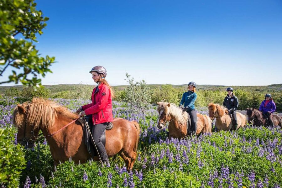 From Reykjavík: Viking Horseback Tour in Hafnarfjörður - Lava fields, mountains, and a volcanic horizon