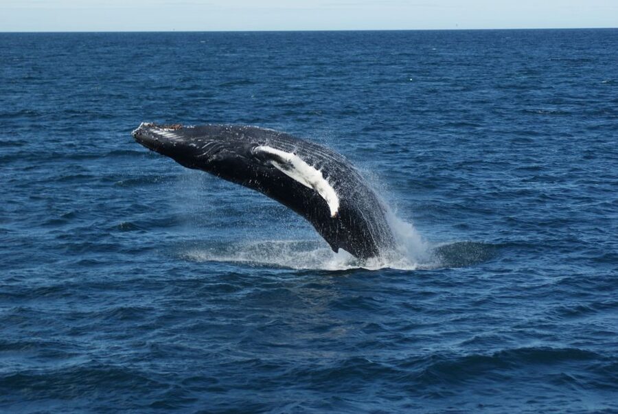 From Reykjavik: Whale Watching Tour - Who will enjoy this cruise most