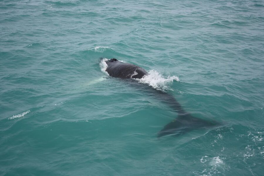 From Reykjavik: Whale Watching Tour - Leaving Geirsgata 11 for Reykjavik’s open water