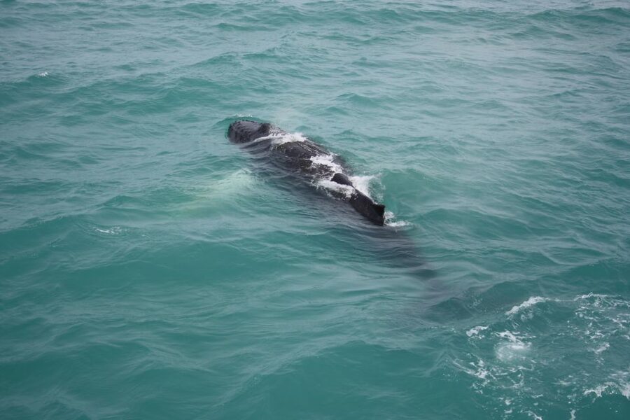 From Reykjavik: Whale Watching Tour - The views are part of the ticket