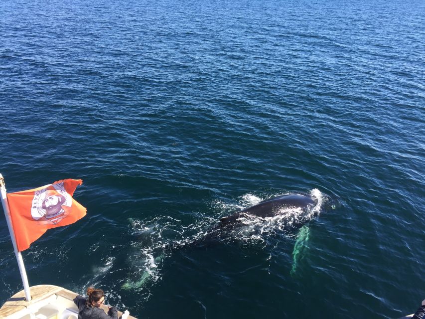 From Reykjavik: Whale Watching Tour - What the boat does well