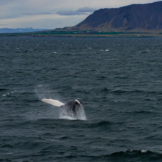 From Reykjavik: Whale Watching Tour - Comfort comes with a tradeoff in viewing space