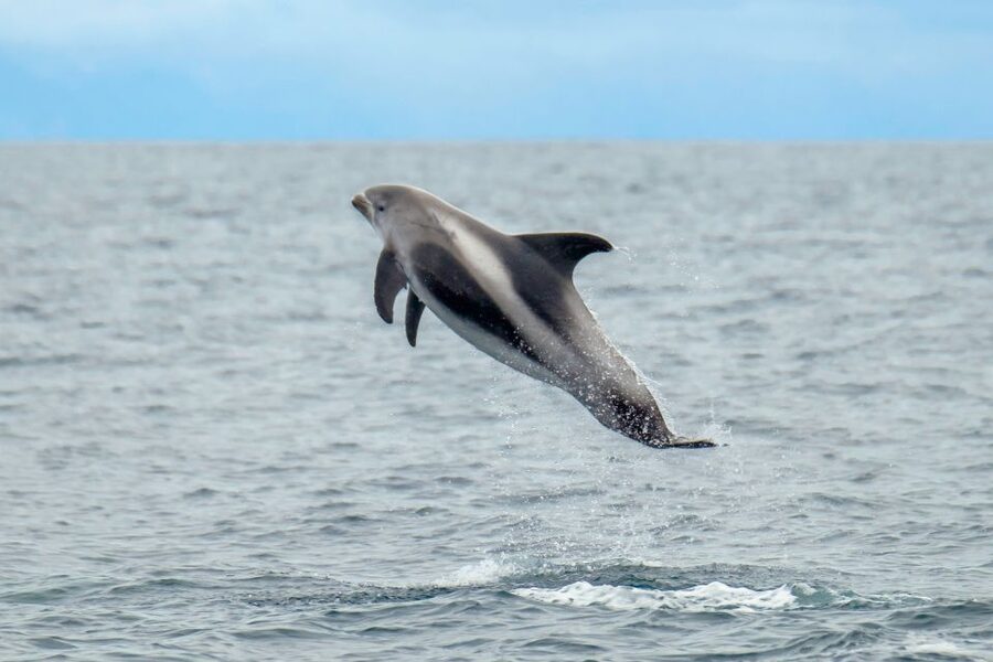 From Reykjavik: Whale Watching Tour by Speedboat - Key points before you book