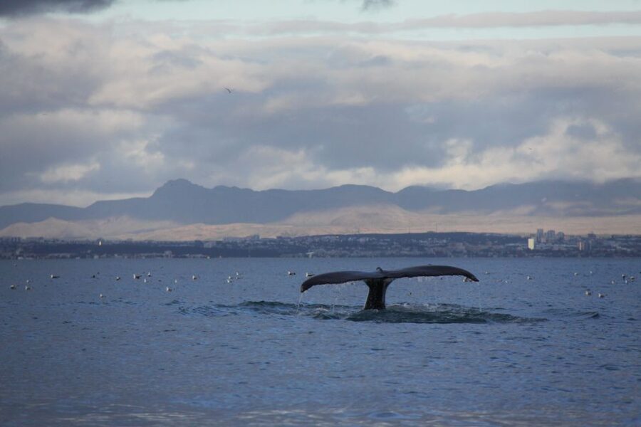 From Reykjavik: Whale Watching Tour by Speedboat - Practical ways to improve your outing