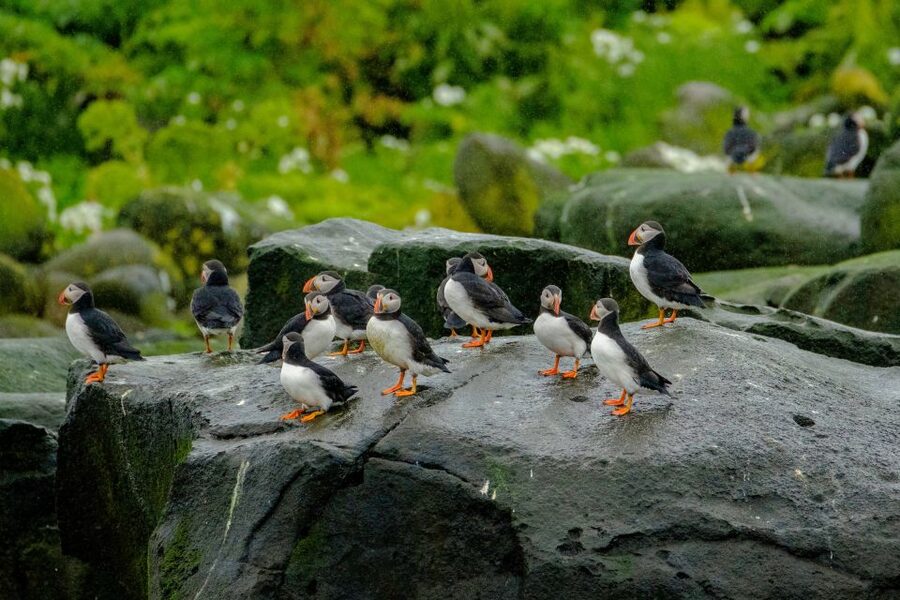 From Reykjavik: Whale Watching Tour by Speedboat - Searching Faxaflói Bay for whales and dolphins