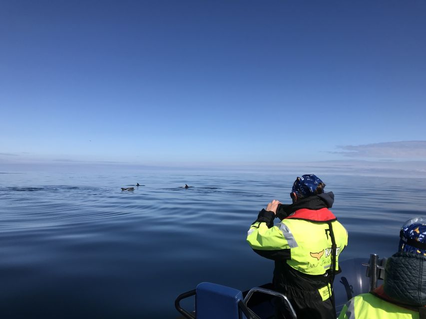 From Reykjavik: Whale Watching Tour by Speedboat - Who should choose this tour?