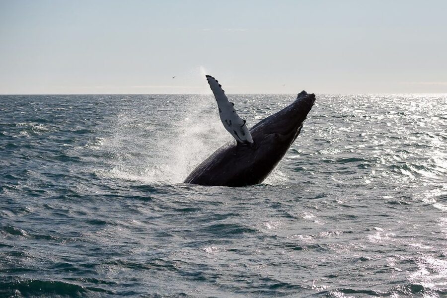 From Reykjavik: Whale Watching Tour - Kollafjörður offers a calm start