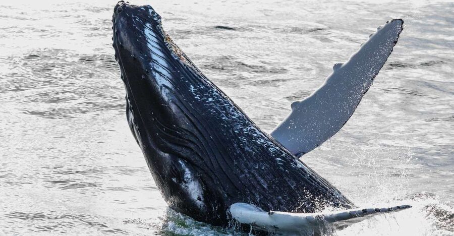 From Reykjavik: Whales and Northern Lights Boat Tour - Key points to know before you book