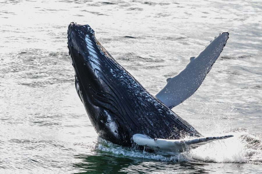From Reykjavik: Whales and Northern Lights Boat Tour - The three-hour whale watching cruise