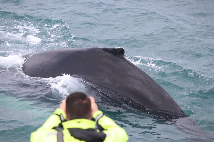 From Reykjavik: Whales and Northern Lights Boat Tour - Boat comfort and the reality of rough water