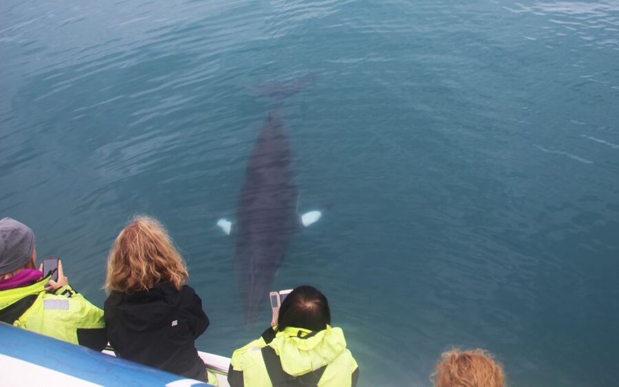 From Reykjavik: Whales and Northern Lights Boat Tour - Leaving Reykjavik’s Old Harbour