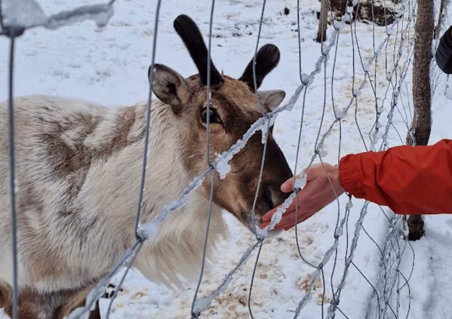 From Seyðisfjörður Port: Stuðlagil Canyon and Reindeer Park - Key points at a glance