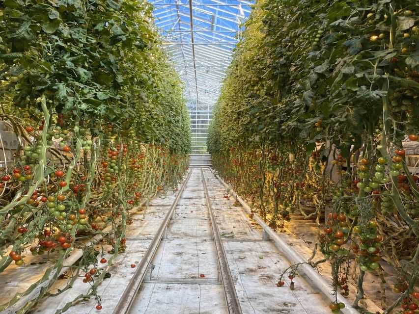 Golden circle, hot spring bakery, tomato farm private tour - Why this private Golden Circle tour feels different