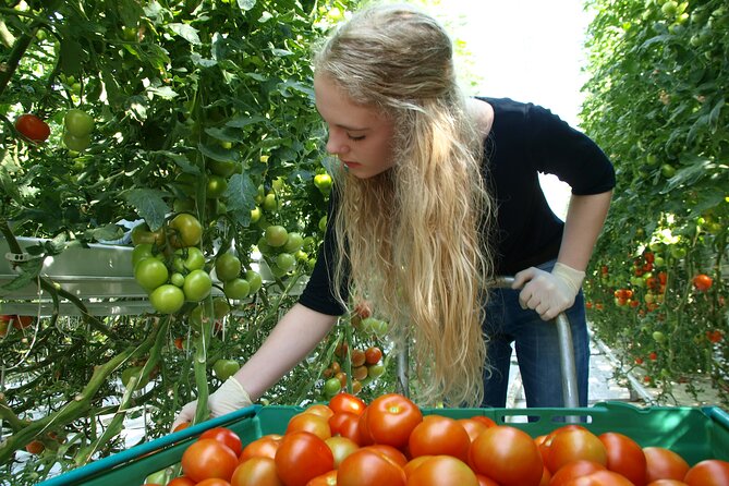 Golden Circle Tales, Tomato Farm & Kerid – Small Group from RVK - Friðheimar: tomato soup inside an Icelandic greenhouse