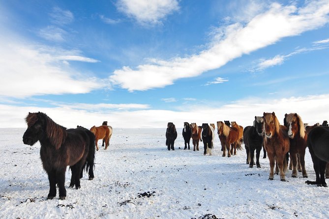 Golden Circle & Viking Horse Experience - Geysir: steam, mud, and sudden eruptions