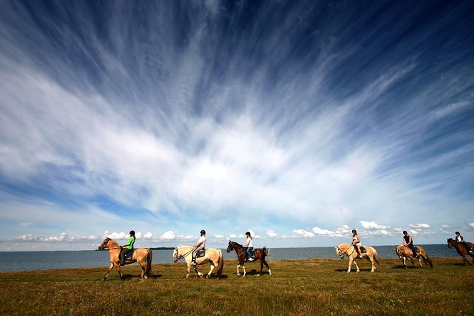 Golden Circle & Viking Horse Experience - Meeting the Icelandic horse after the sightseeing