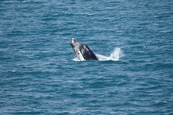 Guided Whale Watching Experience from Reykjavik - Leaving Geirsgata 11 for Faxaflói Bay