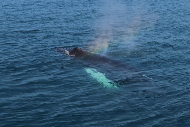 Guided Whale Watching Experience from Reykjavik - Harpa, Mount Esja, and the Snæfellsnes Peninsula