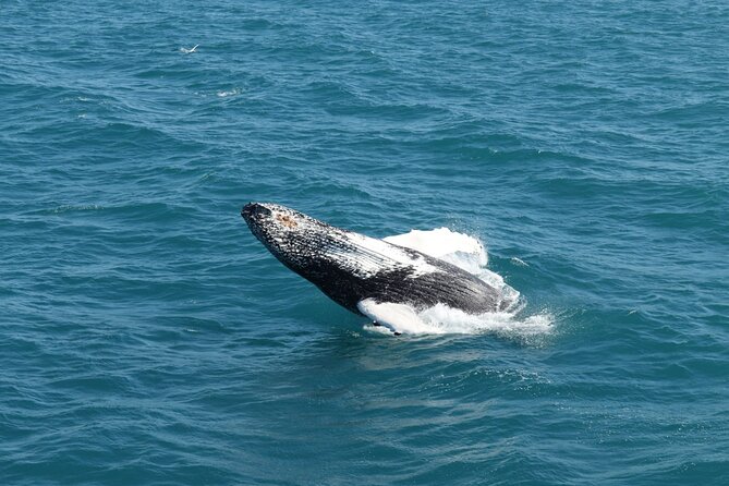 Guided Whale Watching Experience from Reykjavik - What the Guides Add to the Trip