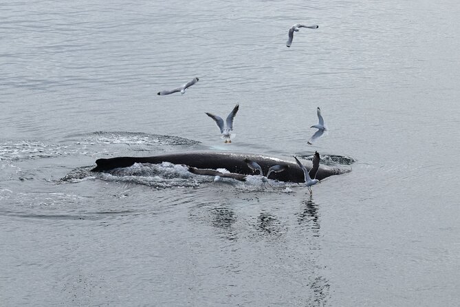 Guided Whale Watching Experience from Reykjavik - Weather, Cancellations, and Planning Around Your Flight