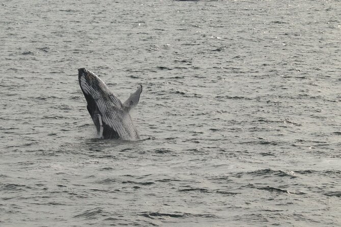 Guided Whale Watching Experience from Reykjavik - Who Will Enjoy This Boat Trip Most
