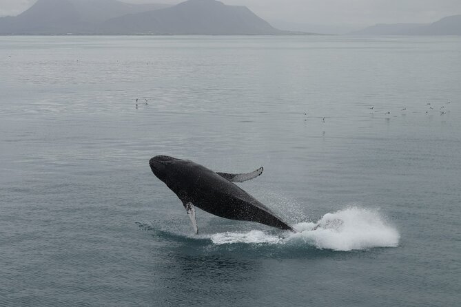 Guided Whale Watching Experience from Reykjavik - Warm Cabins, Cold Decks, and Seasickness