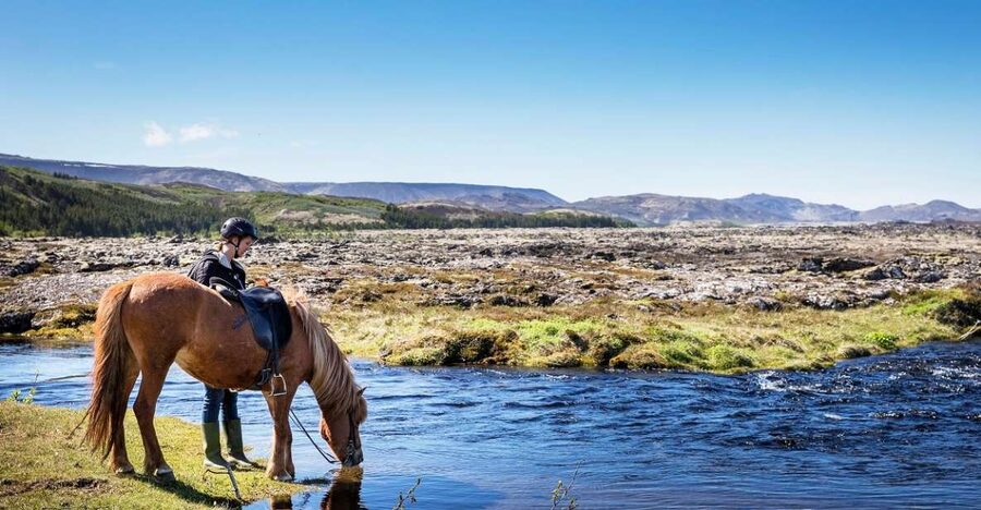 Hafnarfjörður: Horseback Riding Tour in Reykjavik Area - Meeting the Icelandic horse before the ride