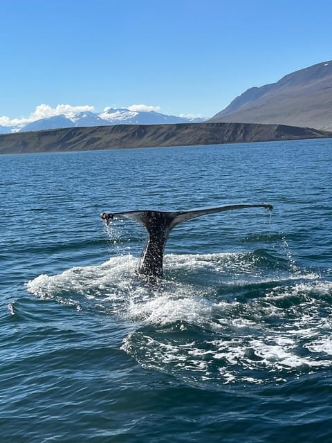Hauganes: Whale Watching North Iceland - Following the 2.5-hour route from Hafnargata 2