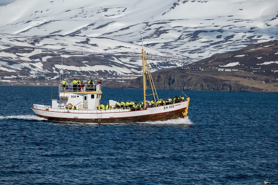 Hauganes: Whale Watching North Iceland - What makes the whale sightings special
