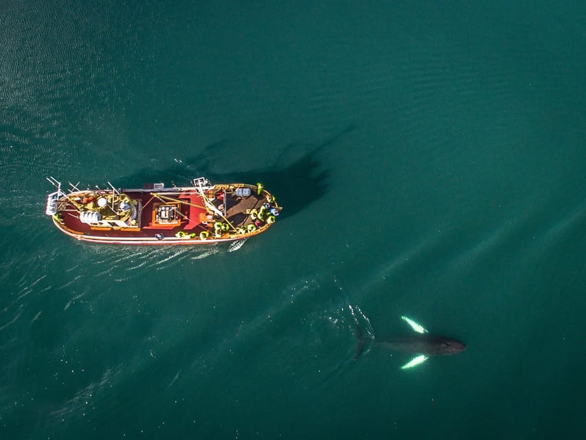 Hauganes: Whale Watching North Iceland - Should you book Hauganes whale watching?