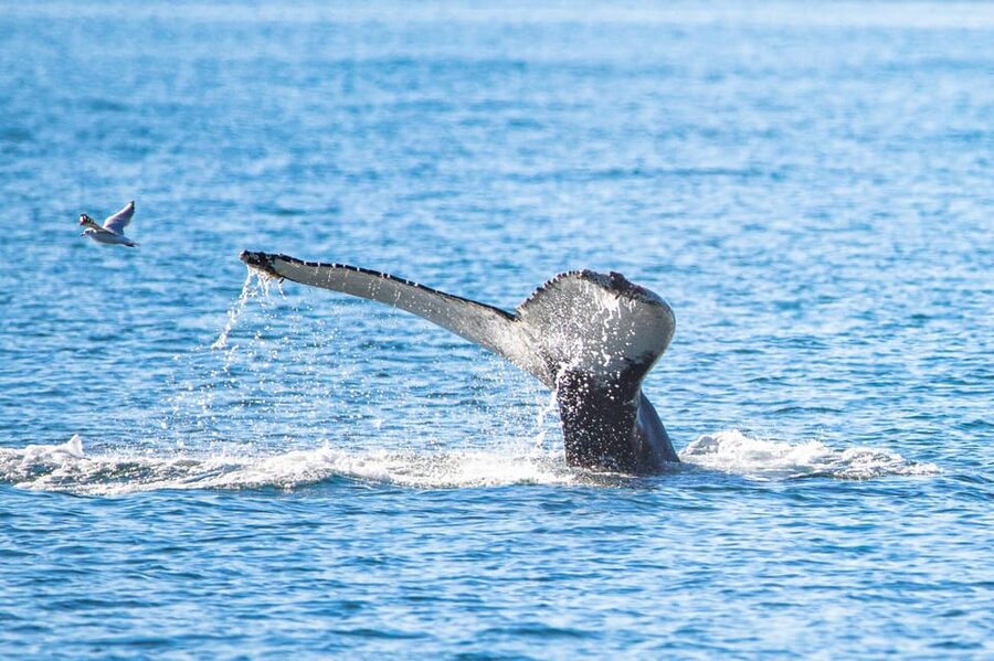 Hauganes: Whale Watching North Iceland - The oak boats and what the ride feels like