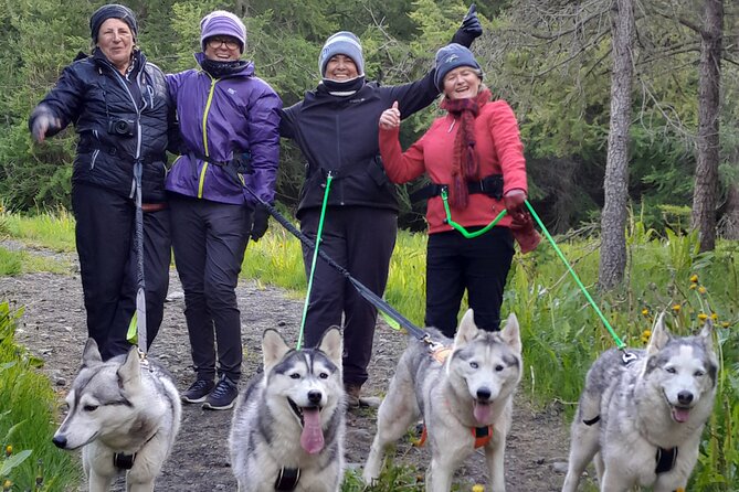 Hiking with Husky in Akureyri - Key things to know before hiking with a husky