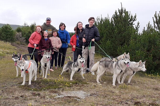 Hiking with Husky in Akureyri - A husky welcome outside Akureyri