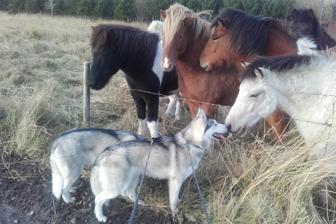 Hiking with Husky in Akureyri - What makes the home visit special
