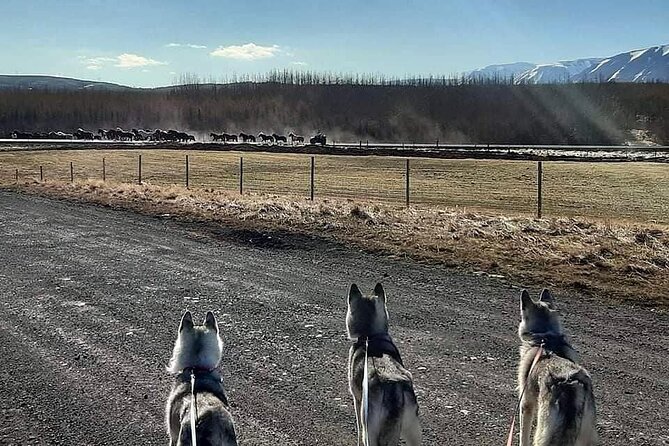 Hiking with Husky in Akureyri (private) - Key Points Before You Book