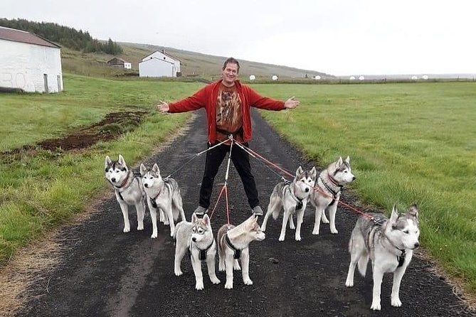 Hiking with Husky in Akureyri (private) - Choosing a Dog and Setting Out on the Trail