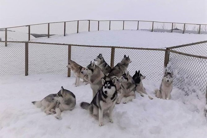 Hiking with Husky in Akureyri (private) - Who Will Enjoy This Most