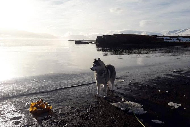 Hiking with Husky in Akureyri (private) - Meeting the Pack at Gunni and Maria’s Home