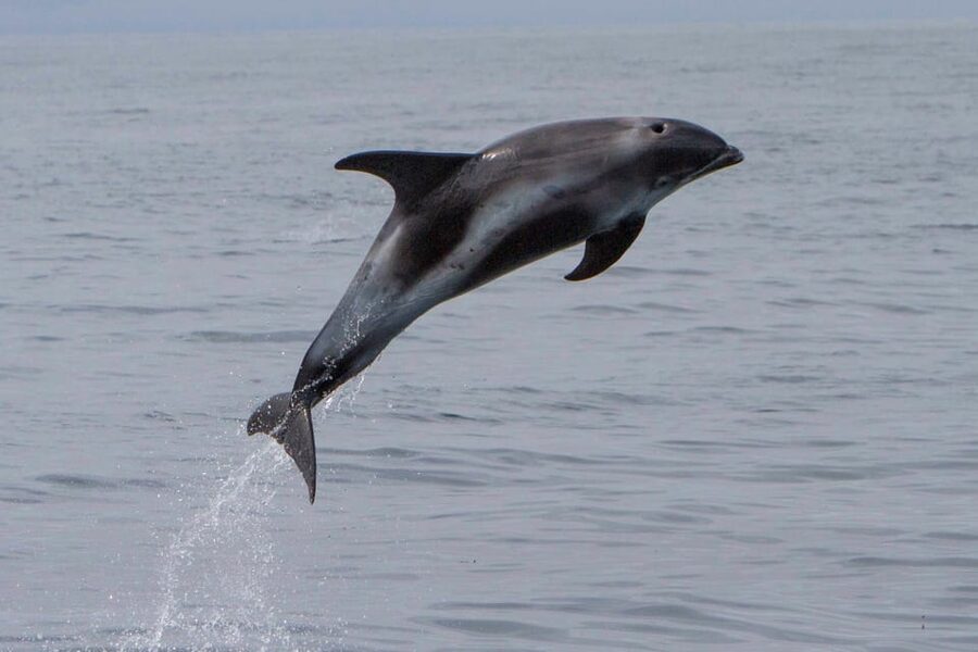 Hólmavík: Whale Watching Tour - Why Hólmavík is a smart whale watching base