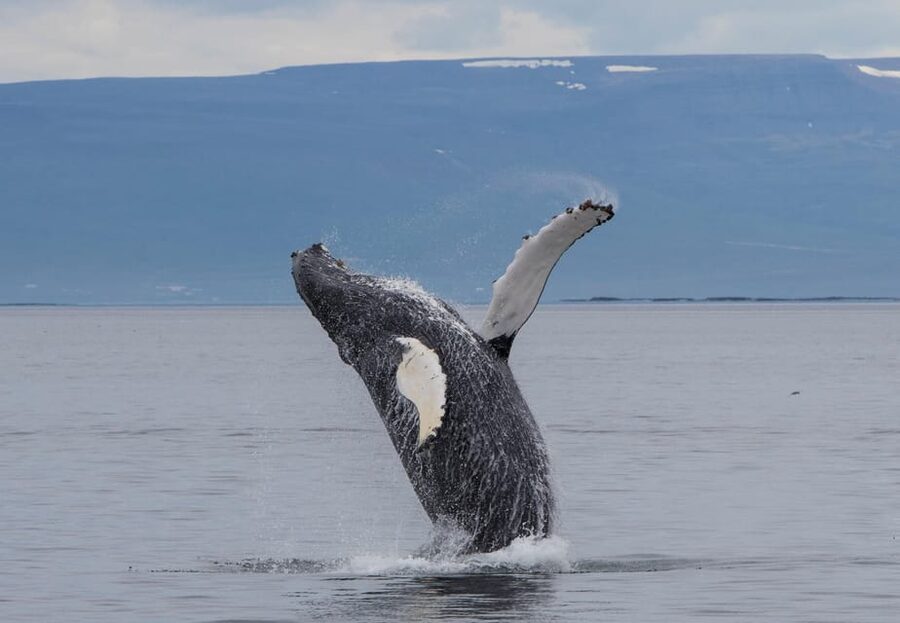 Hólmavík: Whale Watching Tour - Looking for humpbacks in summer and autumn