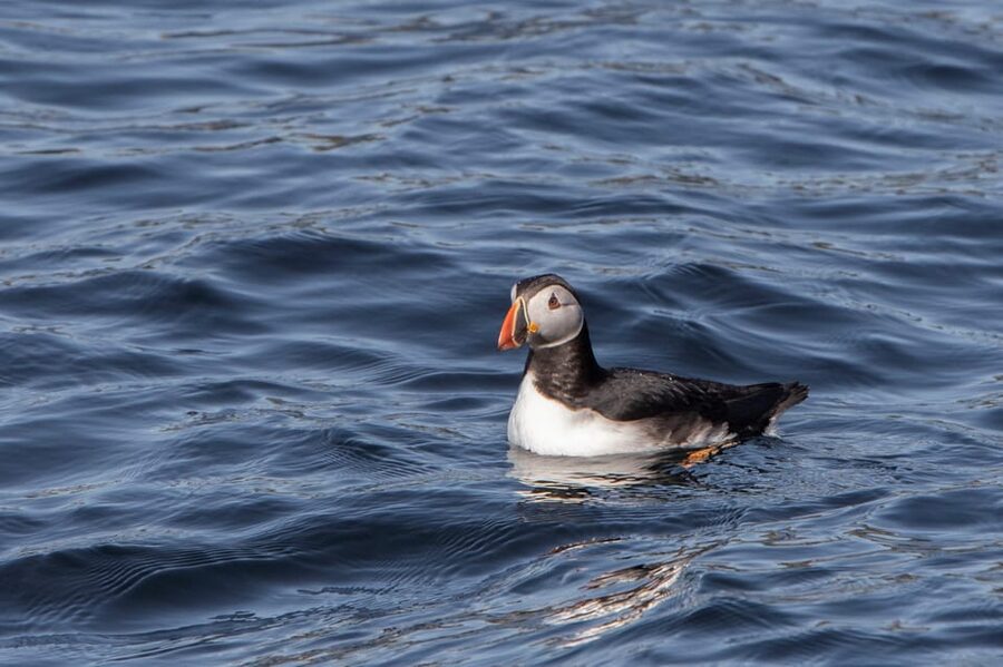 Hólmavík: Whale Watching Tour - What makes the guide and crew important