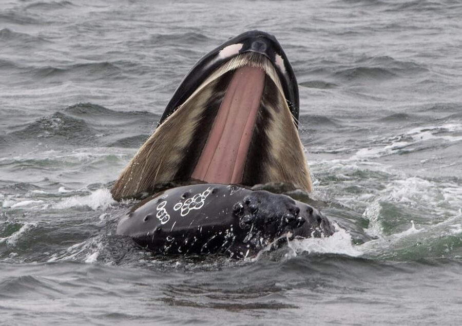 Hólmavík: Whale Watching Tour - Is $101 good value?